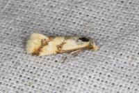 Aethes bilbaensis