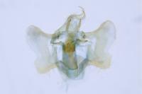 Aethes bilbaensis