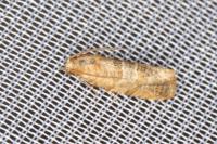 Lobesia indusiana