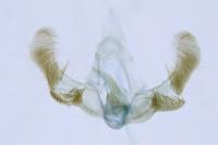 Lobesia indusiana