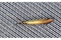 Coleophora mayrella