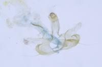 Coleophora mayrella