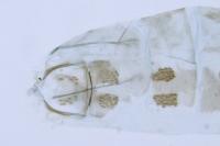 Coleophora mayrella