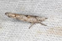 Zelleria oleastrella