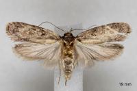 Depressaria douglasella