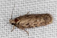 Depressaria douglasella