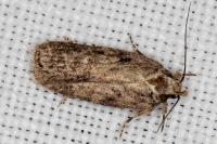 Depressaria douglasella