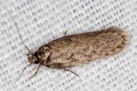 Depressaria douglasella