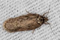Depressaria douglasella