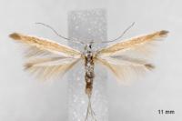 Coleophora acrisella