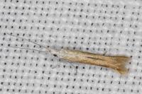 Coleophora acrisella