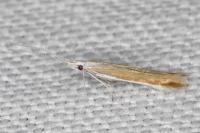 Coleophora acrisella