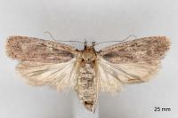 Depressaria pseudobadiella