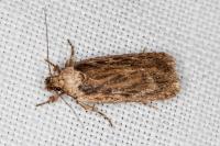 Depressaria pseudobadiella