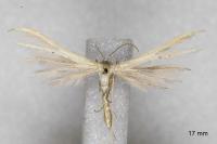 Pterophorus ischnodactylus