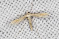 Pterophorus ischnodactylus