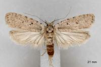 Agonopterix thapsiella
