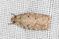 Agonopterix thapsiella