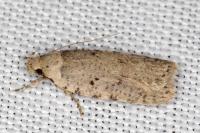 Agonopterix thapsiella