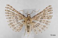 Alucita palodactyla
