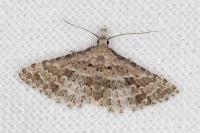 Alucita palodactyla