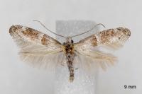 Cedestis subfasciella