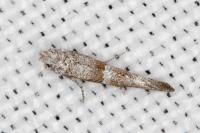 Cedestis subfasciella