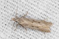 Dichomeris helianthemi