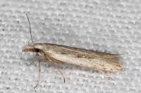 Dichomeris helianthemi