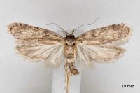 Depressaria douglasella