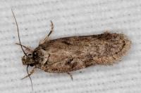 Depressaria douglasella