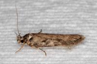 Depressaria douglasella