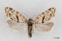 Aethes languidana