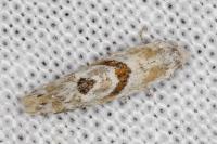 Aethes languidana