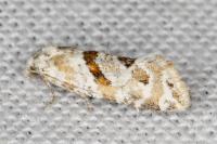 Aethes languidana