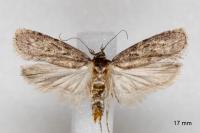 Depressaria douglasella