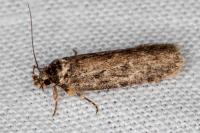 Depressaria douglasella