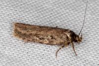 Depressaria douglasella