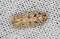 Bryotropha domestica