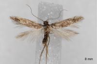 Oxypteryx immaculatella