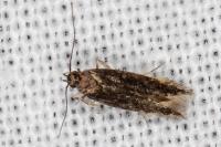 Oxypteryx immaculatella