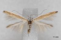 Coleophora acrisella