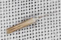 Coleophora acrisella