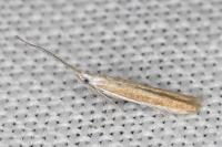 Coleophora acrisella
