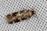 Oegoconia quadripuncta