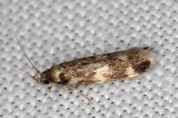 Oegoconia quadripuncta