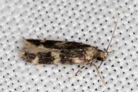 Oegoconia quadripuncta