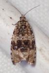 Celypha lacunana
