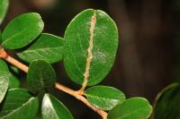 Phyllonorycter leucographella