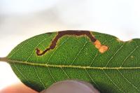 Stigmella suberivora